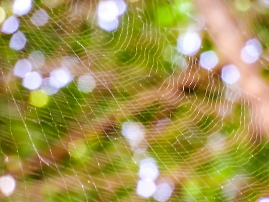 포토 JPG 해외이미지 나무 동물 캐릭터 여자 야생동물 곤충 백그라운드 자연 사람없음 세로 노란색 정원 검은색 웹 죽음 원형 기다림 황금 닫기 벌레 야간 숲 위험 큼 신비 실크 거미줄 거미 내추럴 몬스터 블러 해외포토 자연요소 도형 식물 컬러 컨셉 인터넷 모션 사람 직물 크기 생태계 파일형식 이미지허브