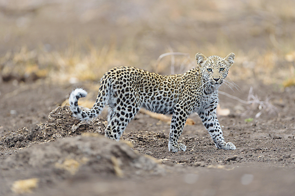 포토 JPG 해외이미지 나무 동물 야생동물 포유류 포옹 아프리카 자연 사람없음 야외 고양이 점 황무지 보호 위험 작음 사파리 육식동물 표범 남아프리카 해외포토 식물 나라 컨셉 안기 반려동물 크기 생태계 파일형식 이미지허브