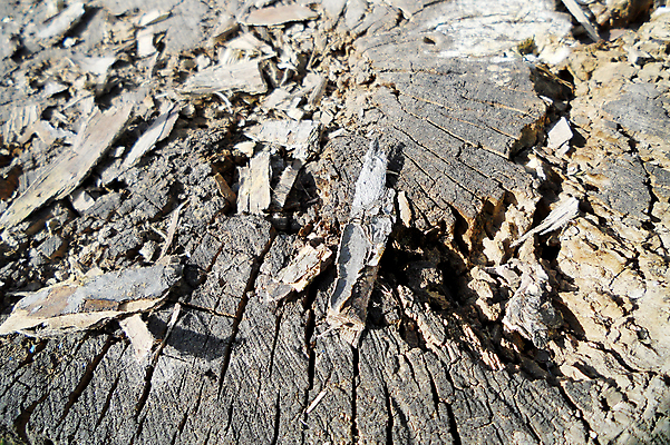 포토 JPG 해외이미지 나무 디자인 백그라운드 패턴 벽지 탁자 표면 바닥 사람없음 내부 목재 장식 갈색 노란색 유행 어둠 줄무늬 수확 소나무 판넬 거친 닫기 널 묘사 고민 질감 복고 먼지 잡동사니 내추럴 골절 그런지 수목 옛날 디테일 해외포토 식물 감정 컬러 가구 무늬 농업 재료 의학 모션 파일형식 이미지허브