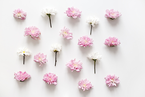 포토 JPG 해외이미지 식물 계절 꽃잎 꽃 분홍색 꽃다발 결혼 백그라운드 컨셉 꽃무늬 패턴 자연 벽지 휴가 프레임 국화 발렌타인데이 사람없음 야외 장식 여름 컬러풀 정원 봄 벚꽃 가을 흰색 신선 신용카드 개화 플랫 정상 순수 질감 엽서 내추럴 고립 파스텔톤 해외포토 컬러 무늬 데이이벤트 이벤트 금융 편지 생태계 파일형식 이미지허브