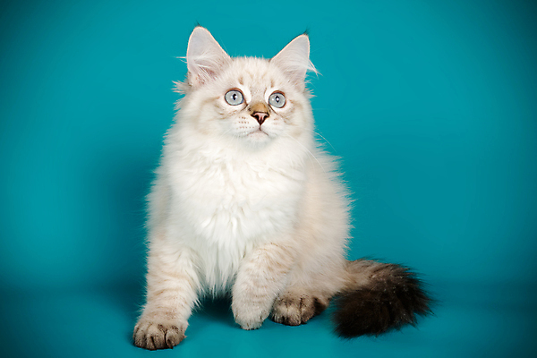 포토 JPG 해외이미지 한마리 사람없음 파란색 반려동물 고양이 네바마스커레이드 해외포토 동물 1 컬러 포유류 파일형식 이미지허브