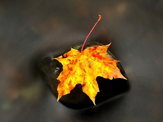 포토 JPG 해외이미지 외관 계절 줄기 단풍 잎 모션 이끼 사람없음 빛 달리기 폭포 젖음 흐름 죽음 신선 개울 떨어짐 숲 시원함 심볼 속도 웨이브 장노출 블러 해외포토 식물 컨셉 자연 촬영기법 강 파일형식 이미지허브