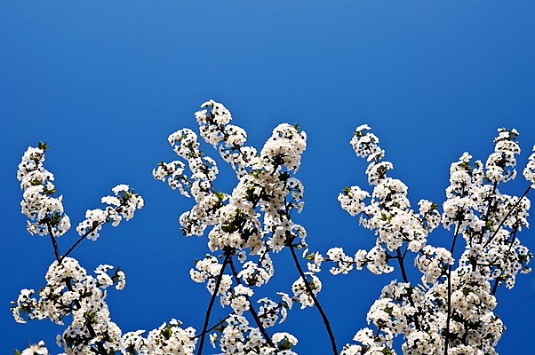 포토 JPG 해외이미지 나무 식물 디자인 계절 꽃잎 꽃 백그라운드 꽃무늬 자연 하늘 미술 동양인 사람없음 야외 장식 파란색 빛 태양 정원 맑음 봄 성장 벚꽃 흰색 나뭇가지 신선 개화 체리 원예 복고 아로마 내추럴 해외포토 자연요소 컬러 무늬 과일 날씨 문화예술 인종 취미 생태계 파일형식 이미지허브