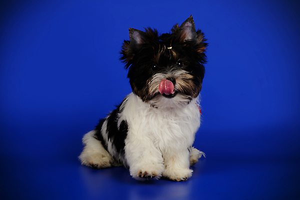 포토 JPG 해외이미지 동물 1 행복 새끼 백그라운드 새로움 털 미소 사람없음 빨간색 반려동물 귀여움 검은색 거울 흰색 개 달콤 강아지 작음 요크셔테리어 테리어 활 솜털 송곳니 기르기 비버 삼색 해외포토 감정 컬러 컨셉 포유류 표정 맛 치아 크기 돌봄 파일형식 이미지허브