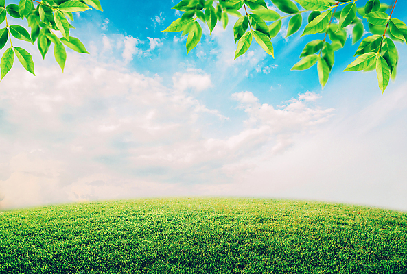 포토 JPG 해외이미지 하늘 나뭇잎 초원 사람없음 야외 해외포토 잎 파일형식 이미지허브