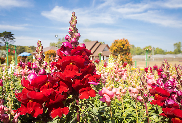 포토 JPG 해외이미지 식물 디자인 꽃잎 꽃 꽃다발 잎 꽃무늬 패턴 오렌지 자연 휴식 사람없음 장식 빨간색 초록색 여름 컬러풀 노란색 귀여움 정원 봄 벚꽃 가을 흰색 나뭇가지 신선 닫기 달콤 내추럴 해외포토 나무 계절 컬러 컨셉 무늬 과일 모션 맛 생태계 파일형식 이미지허브