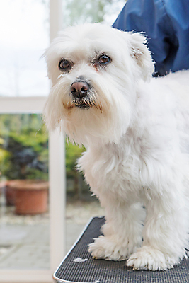 포토 JPG 해외이미지 한마리 응시 탁자 앉기 사람없음 반려동물 개 애견미용 해외포토 동물 1 시선 가구 포유류 모션 뷰티 파일형식 이미지허브