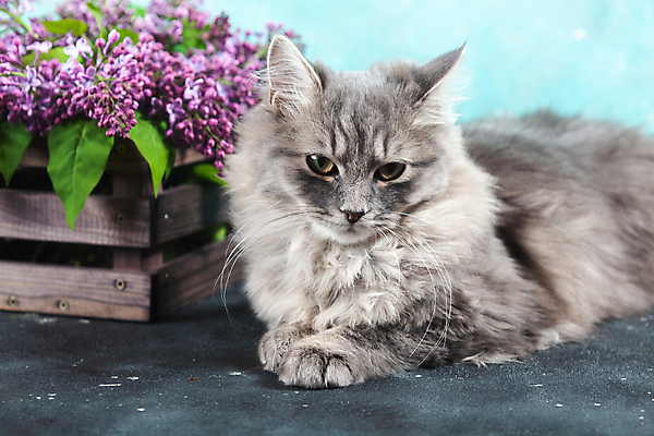 포토 JPG 해외이미지 동물 꽃 행복 분홍색 꽃다발 포유류 자연 휴식 주택 털 선물 앉기 사람없음 목재 장식 반려동물 상자 갈색 정원 보라색 고양이 봄 줄무늬 회색 신용카드 달콤 은색 5월 모피 솜털 라일락 러시아인 시베리아 직진 콘크리트 해외포토 서양인 나무 식물 계절 감정 컬러 컨셉 무늬 재료 모션 건물 금융 날짜 맛 생태계 파일형식 이미지허브