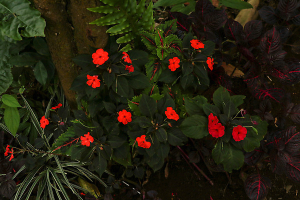 포토 JPG 해외이미지 나무 식물 디자인 공원 아시아 분홍색 백그라운드 잎 꽃무늬 패턴 자연 추상 손바닥 사람없음 야외 장식 빨간색 초록색 컬러풀 정원 보라색 봄 흰색 신선 최고 행운 가장자리 닫기 숲 묘사 유기농 질감 내추럴 고립 해외포토 손 웰빙 계절 공공시설 꽃 나라 컬러 컨셉 무늬 모션 둘레 생태계 파일형식 이미지허브