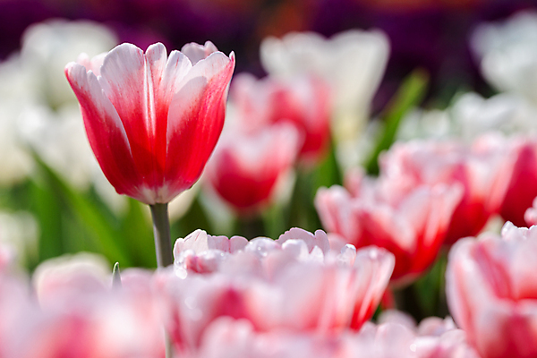 포토 JPG 해외이미지 식물 디자인 배너 공원 꽃 줄기 분홍색 꽃다발 백그라운드 꽃무늬 패턴 비즈니스 자연 하늘 풍경 사람없음 빨간색 초록색 여름 파란색 세트 컬러풀 햇빛 노란색 정원 보라색 봄 활발 튤립 성장 벚꽃 흰색 닫기 5월 엽서 문학 5 내추럴 해외포토 계절 공공시설 컬러 컨셉 무늬 모션 태양 숫자 날짜 편지 생태계 파일형식 이미지허브