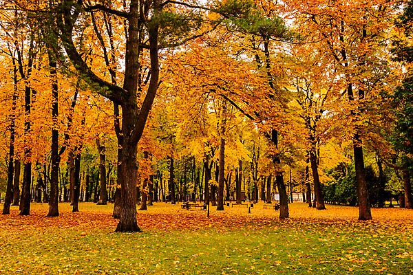 포토 JPG 해외이미지 주간 공원 단풍 낙엽 단풍나무 풍경 사람없음 야외 주황색 가을 해외포토 자연요소 나무 계절 공공시설 컬러 잎 파일형식 이미지허브