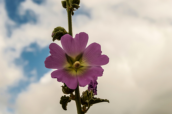 포토 JPG 해외이미지 식물 꽃 분홍색 나비 잎 꽃무늬 자연 주택 사람없음 야외 초록색 여름 컬러풀 장미 정원 봄 성장 벚꽃 가을 흰색 개화 자주색 배열 원예 내추럴 심기 온실 해외포토 계절 컬러 곤충 무늬 모션 취미 건물 생태계 파일형식 이미지허브