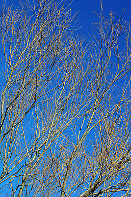 포토 JPG 해외이미지 나무 식물 구름 계절 공원 잎 겨울 자연 하늘 아침 산 풍경 사람없음 야외 목재 환경 이탈리아 추위 가을 흰색 나뭇가지 시골 가시 황무지 숲 날카로움 장면 내추럴 산악지대 생태학 눈내림 해외포토 주간 자연요소 공공시설 교육 유럽 컬러 재료 눈_날씨 생태계 파일형식 이미지허브