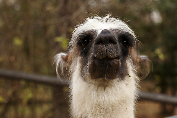 포토 JPG 해외이미지 척추동물 응시 시선 포유류 포옹 초식동물 생물 따뜻함 동물원 사람없음 반려동물 세계 가축 침묵 입 선탠 먹이 모피 자르기 속눈썹 사파리 호기심 코 엽서 귀 낙타 부드러움 목 노려봄 과부하 관심 라마 잉카 전용 카피스페이스 목가 차단 해외포토 동물 감정 컨셉 안기 모션 표정 신체부위 소리 공백 감각 눈썹 편지 파일형식 이미지허브
