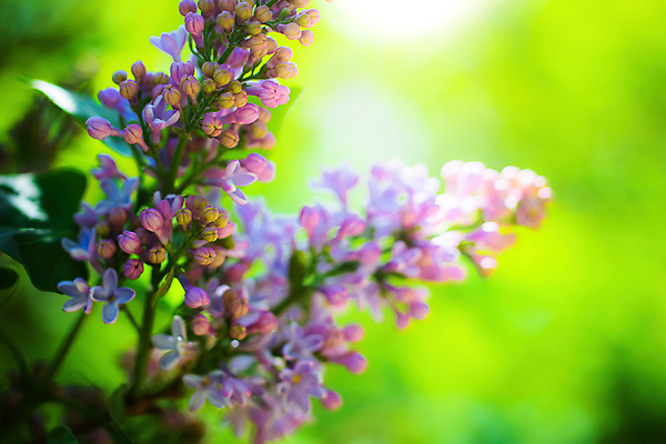 포토 JPG 해외이미지 나무 식물 계절 공원 꽃잎 꽃 야생동물 분홍색 백그라운드 꽃무늬 자연 사람없음 야외 정원 맑음 보라색 봄 성장 벚꽃 나뭇가지 개화 체리 그룹 소프트포커스 큼 5월 다발 보케 부드러움 라일락 파스텔톤 해외포토 동물 공공시설 컬러 무늬 과일 날씨 촬영기법 감각 날짜 크기 생태계 파일형식 이미지허브