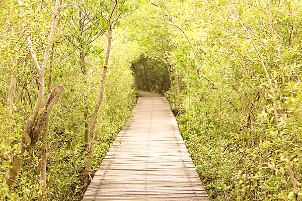 포토 JPG 해외이미지 나무 식물 계절 공원 도로 길 여행 잎 자연 따뜻함 풍경 사람없음 야외 목재 옆모습 초록색 여름 빛 환경 정원 맑음 봄 산책 가을 나뭇가지 시골 터널 황금 숲 오솔길 방향 내추럴 루트 방법 직진 그리너리 해외포토 공공시설 뷰포인트 컬러 재료 교통시설 날씨 휴식 생태계 파일형식 트랜드컬러 이미지허브