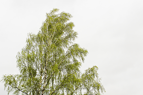 포토 JPG 해외이미지 나무 식물 1 계절 공원 줄기 백그라운드 낙엽 잎 패턴 자연 하늘 풍경 사람없음 야외 목재 초록색 여름 환경 정원 검은색 봄 흰색 나뭇가지 은색 숲 큼 자르기 싱글 질감 심플 자작나무 내추럴 고립 러시아인 해외포토 서양인 공공시설 컬러 무늬 재료 모션 크기 생태계 파일형식 이미지허브