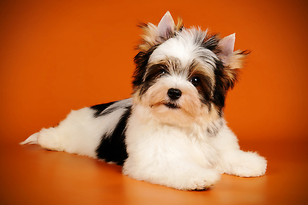 포토 JPG 해외이미지 동물 1 행복 새끼 백그라운드 새로움 털 사람없음 빨간색 반려동물 귀여움 검은색 거울 흰색 개 달콤 강아지 작음 요크셔테리어 테리어 활 솜털 송곳니 기르기 비버 삼색 해외포토 감정 컬러 컨셉 포유류 맛 치아 크기 돌봄 파일형식 이미지허브