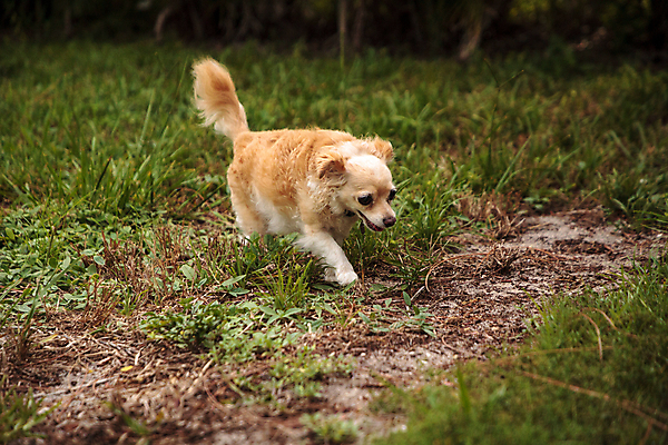 포토 JPG 해외이미지 동물 자연 사람없음 반려동물 달리기 탐험 개 치와와 송곳니 해외포토 포유류 모션 치아 생태계 파일형식 이미지허브