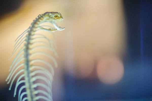 포토 JPG 해외이미지 모양 교육 야생동물 과학 해부 파충류 자연 뼈 골격 사람없음 스터디 머리 견본 흰색 죽음 독약 뱀 치아 위험 척추 묘사 박물관 생물학 바비큐립 생태학 이국적 해골모형 해외포토 동물 컬러 컨셉 의학 신체부위 학습 모형 소화기관 바비큐 생태계 파일형식 이미지허브