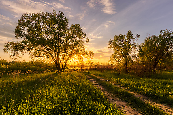 포토 JPG 해외이미지 나무 구름 계절 공원 길 호수 밭 오렌지 자연 하늘 아침 풍경 사람없음 야외 초록색 여름 빛 햇빛 태양 노란색 일출 일몰 봄 가을 저녁 숲 땅 버드나무 내추럴 해외포토 주간 자연요소 식물 공공시설 컬러 농업 과일 노을 야간 생태계 파일형식 이미지허브