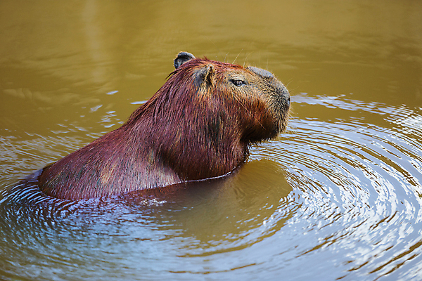 포토 JPG 해외이미지 동물 야생동물 포유류 자연 초식동물 털 동물원 사람없음 야외 초록색 물 갈색 정원 미국 설치류 큼 모피 브라질 남쪽 아르헨티나 내추럴 동물상 해외포토 자연요소 컬러 북아메리카 조형물 남아메리카 크기 방향 생태계 파일형식 이미지허브