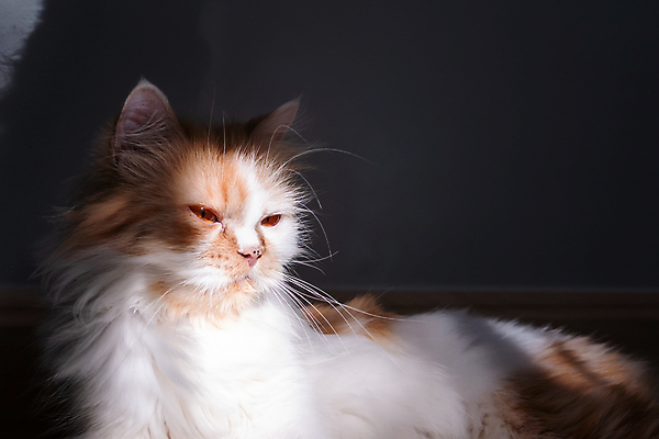 포토 JPG 해외이미지 동물 1 긴머리 응시 백그라운드 오렌지 포유류 자연 털 실내 그림자 앉기 사람없음 반려동물 반사 고양이 흰색 모피 꼬리 부드러움 솜털 거짓말 경보 기르기 해외포토 헤어스타일 시선 컬러 과일 모션 내부 감각 생태계 돌봄 파일형식 이미지허브