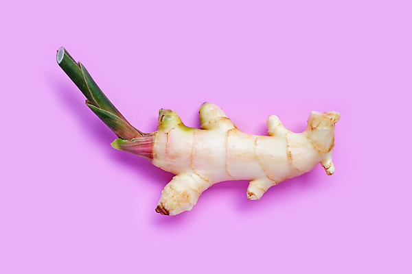 포토 JPG 해외이미지 줄기 실내 사람없음 한개 생강 보라색배경 해외포토 식물 1 백그라운드 채소 내부 보라색 파일형식 이미지허브