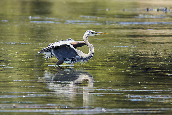 포토 JPG 해외이미지 동물 호수 야생동물 백그라운드 캐나다 날개 자연 조류 서기 사람없음 야외 물 파란색 컬러풀 환경 회색 흰색 연못 만 우아함 습지 큼 왜가리 깃털 부리 목 동물상 해외포토 자연요소 컬러 컨셉 북아메리카 모션 신체부위 조형물 크기 생태계 파일형식 이미지허브