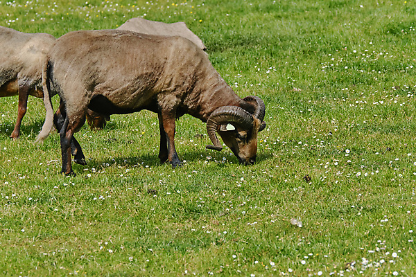 포토 JPG 해외이미지 동물 응시 얼굴 어린이 음식 백그라운드 2 밭 농업 포유류 자연 놀이 염소 털 뿔 서기 사람없음 야외 초록색 반려동물 농장 가축 봄 흰색 시골 아기 신선 양 소 작음 방목 모피 거짓말 밭일 해외포토 시선 계절 산업 컬러 모션 사람 신체부위 축산업 크기 생태계 파일형식 이미지허브