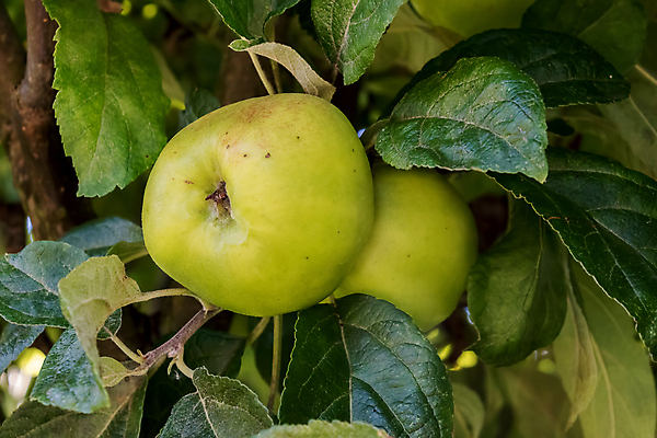 포토 JPG 해외이미지 나무 영어 음식 농업 다이어트 과일 자연 건강 요리 사람없음 초록색 농작물 노란색 수확 나뭇가지 신선 달콤 사과 과수원 유기농 숙성 해외포토 식물 문자 웰빙 산업 컬러 맛 생태계 파일형식 이미지허브