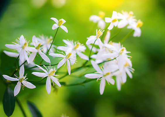 포토 JPG 해외이미지 나무 식물 꽃잎 꽃 백그라운드 잎 꽃무늬 자연 사람없음 초록색 여름 봄 벚꽃 흰색 나뭇가지 신선 개화 내추럴 화창 해외포토 계절 컬러 무늬 날씨 생태계 파일형식 이미지허브