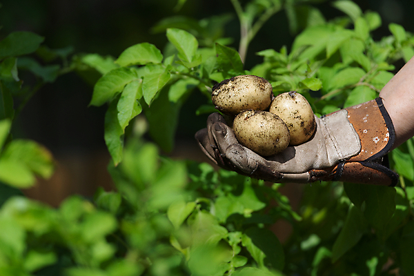 포토 JPG 해외이미지 식물 라이프스타일 지구 음식 장갑 잎 농업 채소 자연 감자 관리 사람없음 초록색 우주 정원 성장 흰색 신선 잡기 작업 인스턴트 유기농 원예 진흙 건강식 유지 내추럴 밭일 생태학 정물화 많음 카피스페이스 해외포토 웰빙 잡화 교육 산업 컬러 컨셉 모션 취미 생활 공백 그림 생태계 파일형식 이미지허브