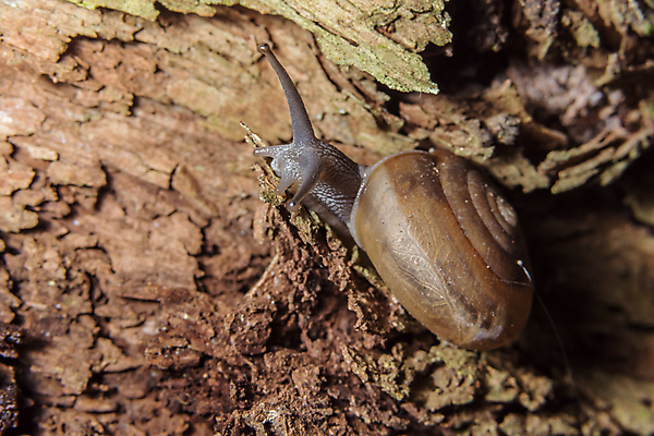 포토 JPG 해외이미지 주간 한마리 근접촬영 사람없음 야외 돌_바위 기어가기 해외포토 자연요소 1 뷰포인트 모션 파일형식 이미지허브