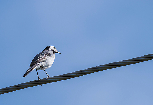 포토 JPG 해외이미지 동물 응시 야생동물 포즈 백그라운드 날개 자연 조류 하늘 사람없음 야외 여름 파란색 태양 환경 검은색 봄 회색 흰색 숲 작음 깃털 꼬리 부리 철사 서식지 계산서 내추럴 동물상 해외포토 자연요소 시선 계절 컬러 조형물 크기 생태계 파일형식 이미지허브
