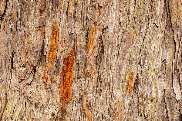 포토 JPG 해외이미지 나무 표면 사람없음 목재 갈색 손상 거친 균열 피부 질감 나무껍질 옛날 해외포토 식물 컬러 컨셉 재료 모션 신체부위 껍질 파일형식 이미지허브