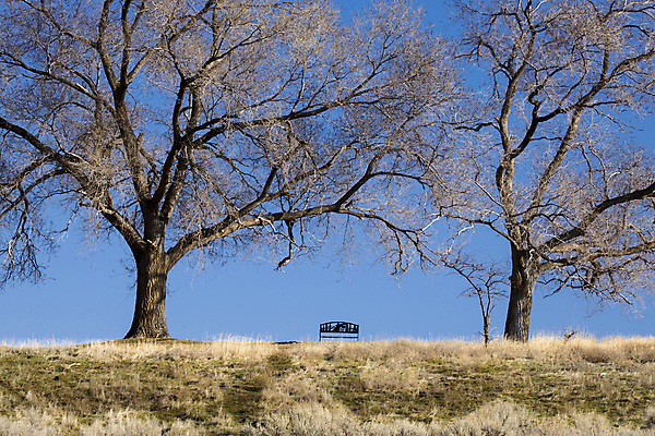 포토 JPG 해외이미지 나무 계절 공원 실루엣 백그라운드 겨울 밭 벤치 자연 하늘 날씨 풍경 사람없음 야외 환경 고요 나뭇가지 시골 고독 숲 유혹 언덕 그림 지역 사색 내추럴 벌거벗은 워싱턴 화창 수평선 해외포토 식물 공공시설 감정 컨셉 생각 농업 의자 촬영기법 미국 생태계 파일형식 이미지허브