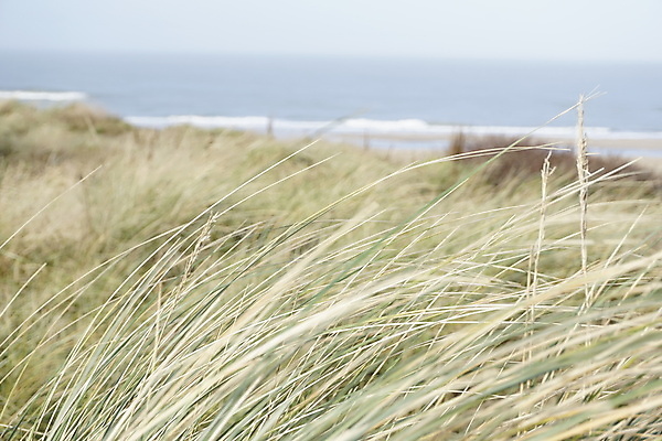 포토 JPG 해외이미지 식물 모래 바다 여행 백그라운드 자연 바람 휴가 휴식 풍경 사람없음 야외 초록색 파란색 모래언덕 언덕 네덜란드 북쪽 해외포토 자연요소 유럽 컬러 컨셉 날씨 방향 생태계 파일형식 이미지허브