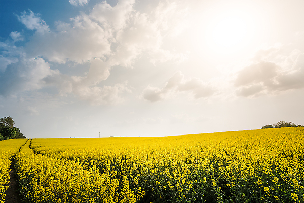 포토 JPG 해외이미지 식물 구름 계절 유럽 밭 자연 하늘 풍경 사람없음 야외 초록색 여름 파란색 빛 햇빛 태양 농장 노란색 일출 일몰 흰색 시골 황금 땅 장면 폴란드 내추럴 수평선 해외포토 자연요소 나라 컬러 농업 노을 생태계 파일형식 이미지허브