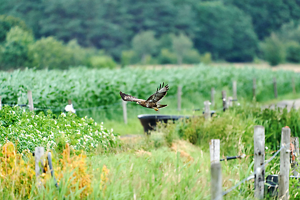 포토 JPG 해외이미지 동물 응시 얼굴 야생동물 밭 날개 자연 조류 생물 성인 사람없음 옆모습 갈색 우주 펼침 자유 시골 떨어짐 숲 먹이 깃털 사냥 부리 날카로움 독수리 육식동물 사냥꾼 이륙 내추럴 고립 카피스페이스 해외포토 직업 시선 뷰포인트 컬러 컨셉 농업 모션 사람 신체부위 공백 생태계 파일형식 이미지허브