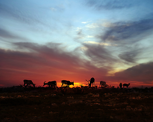 포토 JPG 해외이미지 동물 실루엣 야생동물 포유류 자연 하늘 사슴 산 핀란드 풍경 사람없음 야외 여름 컬러풀 태양 일몰 군중 야간 북극 언덕 북쪽 순록 스칸디나비아 해외포토 자연요소 계절 컬러 촬영기법 북유럽 사람 노을 극지방 방향 생태계 파일형식 이미지허브