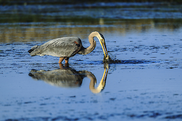포토 JPG 해외이미지 동물 호수 야생동물 북아메리카 자연 조류 낚시 서기 풍경 사람없음 야외 물 파란색 반사 노란색 환경 미국 회색 만 우아함 큼 왜가리 깃털 부리 목 계산서 내추럴 동물상 가리발디 해외포토 자연요소 컬러 컨셉 모션 레저 아메리카 신체부위 조형물 크기 생태계 위인 정치가 파일형식 이미지허브
