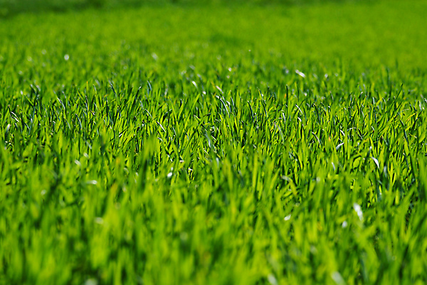 포토 JPG 해외이미지 식물 계절 공원 백그라운드 잎 밭 자연 아침 따뜻함 풍경 잔디 사람없음 야외 초록색 물 여름 빛 햇빛 태양 평화 환경 정원 맑음 화목 고요 봄 활발 젖음 성장 물방울 신선 닫기 이슬 질감 부드러움 내추럴 생태학 해외포토 주간 자연요소 공공시설 교육 컬러 컨셉 농업 모션 날씨 감각 생태계 파일형식 이미지허브