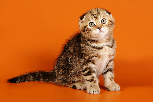 포토 JPG 해외이미지 한마리 응시 새끼 실내 앉기 사람없음 반려동물 귀여움 고양이 스코티시폴드 반려묘 주황색배경 해외포토 동물 1 시선 백그라운드 컨셉 포유류 모션 내부 주황색 파일형식 이미지허브