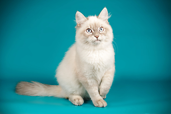 포토 JPG 해외이미지 한마리 사람없음 파란색 반려동물 고양이 네바마스커레이드 해외포토 동물 1 컬러 포유류 파일형식 이미지허브