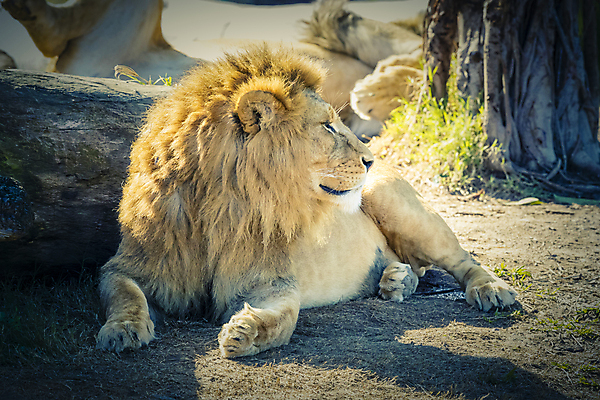포토 JPG 해외이미지 동물 야생동물 자연 휴식 털 사람없음 야외 햇빛 머리 환경 고양이 코트 위험 사자 왕 모피 피부 코 꼬리 귀 육식동물 갈기 사자자리 표범 해외포토 컨셉 포유류 신체부위 반려동물 태양 외투 별자리 생태계 파일형식 이미지허브