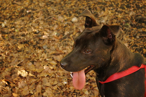 포토 JPG 해외이미지 동물 행복 얼굴 새끼 장난 포유류 털 사람없음 야외 반려동물 귀여움 검은색 산책 입 개 강아지 테리어 혀 잡종 송곳니 기르기 총구 해외포토 감정 컬러 컨셉 휴식 신체부위 치아 돌봄 파일형식 이미지허브