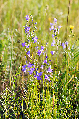 포토 JPG 해외이미지 식물 꽃잎 꽃 유럽 밭 자연 사람없음 초록색 파란색 맑음 벚꽃 종 제비꽃 우크라이나 캄파눌라 해외포토 나라 컬러 농업 날씨 생태계 파일형식 이미지허브