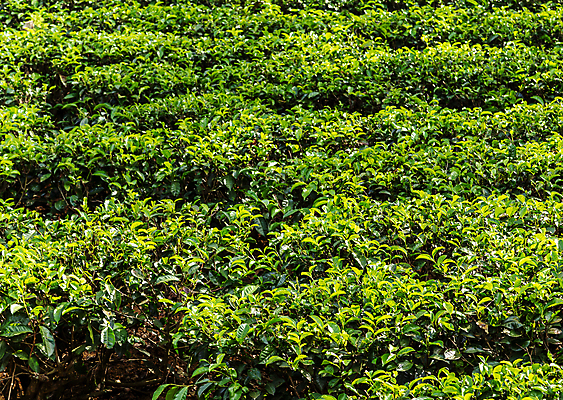 포토 JPG 해외이미지 나무 식물 전통 계절 아시아 여행 백그라운드 잎 밭 농업 자연 산 건강 동양인 풍경 사람없음 야외 초록색 농작물 농장 농경지 맑음 수확 성장 시골 신선 차 땅 인도인 허브 언덕 에코 유기농 장면 내추럴 산악지대 세련 해외포토 외국인 웰빙 나라 산업 음료 컬러 날씨 인종 환경 생태계 파일형식 이미지허브