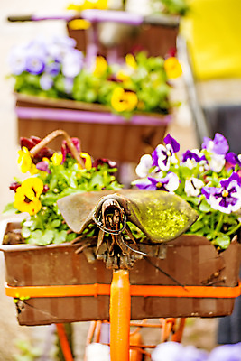 포토 JPG 해외이미지 디자인 꽃 백그라운드 휴가 거리 미술 사람없음 야외 장식 여름 빛 컬러풀 식당 자전거 침묵 카페 시골 보행로 분위기 지중해 복고 장면 옛날 해외포토 식물 계절 길 바다 컬러 컨셉 문화예술 상점 바이크 소리 파일형식 이미지허브